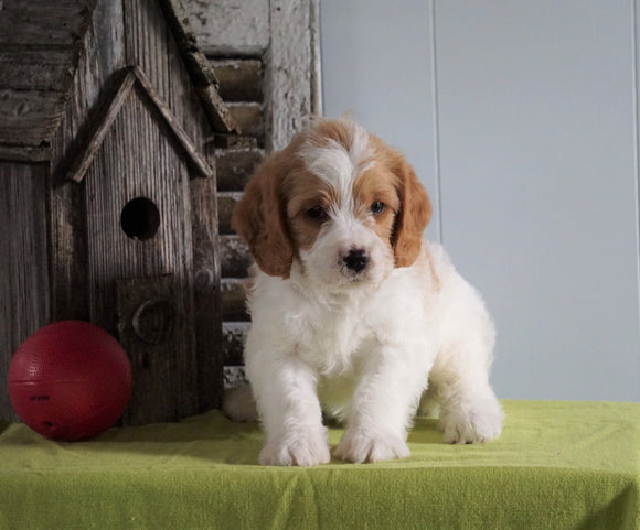 Mini F1B Labradoodle For Sale Millersburg, OH Male- Hank