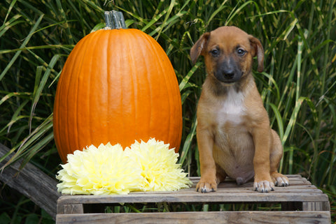 Jack Russel Terrier Mix For Sale Fredericksburg OH Male- Sarge