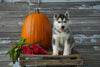 AKC Registered Siberian Husky For Sale Fredericksburg OH Male- Kypo