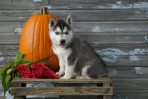 AKC Registered Siberian Husky For Sale Fredericksburg OH Male- Kypo