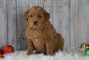 Mini Goldendoodle For Sale Millersburg, OH Male- Wilson