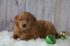 Mini Goldendoodle For Sale Millersburg, OH Male- Wilson