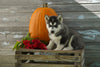AKC Registered Siberian Husky For Sale Fredericksburg OH Male-Kaiser