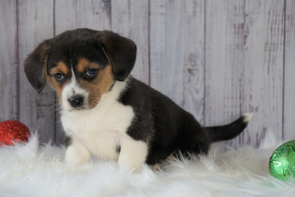 Beagle Mix Puppy For Sale Millersburg, OH Male- Archie