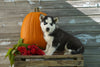 AKC Registered Siberian Husky For Sale Fredericksburg OH Male- King