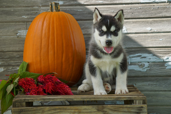 AKC Registered Siberian Husky For Sale Fredericksburg OH Male- Klark