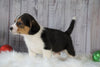 Beagle Mix Puppy For Sale Millersburg, OH Male- Spencer