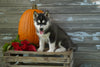 AKC Registered Siberian Husky For Sale Fredericksburg OH Male- Klark
