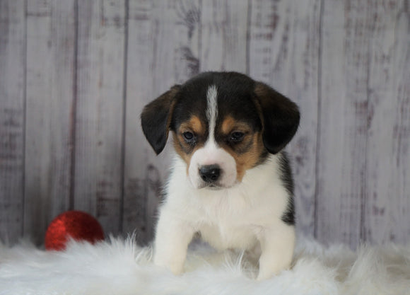 Beagle Mix Puppy For Sale Millersburg, OH Male- Spencer