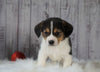 Beagle Mix Puppy For Sale Millersburg, OH Male- Spencer