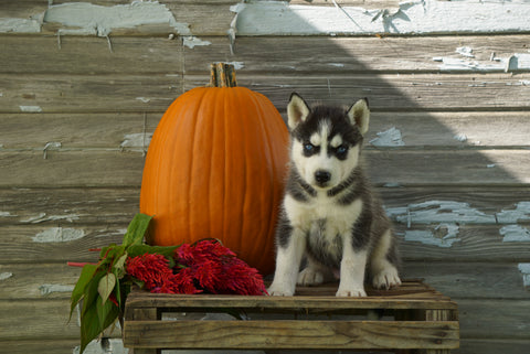 AKC Registered Siberian Husky For Sale Fredericksburg OH Male-Kasper