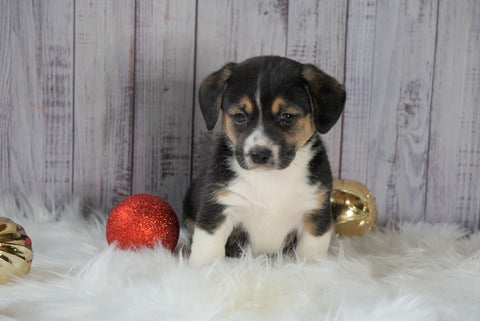 Beagle Mix Puppy For Sale Millersburg, OH Female- Abby