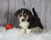 Beagle Mix puppy For Sale Millersburg, OH Male- Ruger