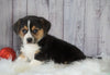 Beagle Mix puppy For Sale Millersburg, OH Male- Ruger