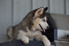 Siberian Husky Puppy For Sale Fredericksburg OH Male Bandit