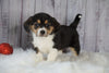 Beagle Mix Puppy For Sale Millersburg, OH Female- Coco