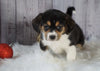 Beagle Mix Puppy For Sale Millersburg, OH Female- Coco