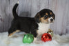 Beagle Mix Puppy For Sale Millersburg, OH Female- Coco