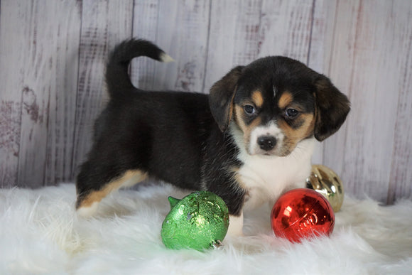 Beagle Mix Puppy For Sale Millersburg, OH Female- Coco