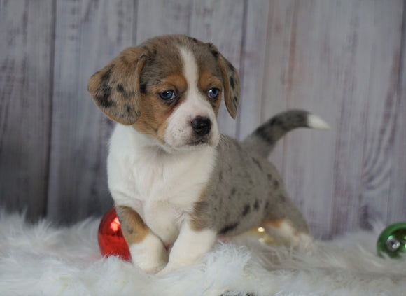 Beagle Mix Puppy For Sale Millersburg, OH Female- Holly