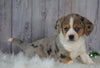 Beagle Mix Puppy For Sale Millersburg, OH Female- Holly