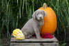 AKC Registered Labrador Retriever- Silver For Sale Fredericksburg OH Female- Lacey