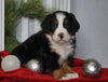 AKC Registered Bernese Mountain Dog For Sale Millersburg, OH Male- Donner