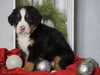 AKC Registered Bernese Mountain Dog For Sale Millersburg, OH Male- Snoopy