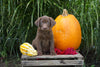 AKC Registered Labrador Retriever For Sale Fredericksburg OH Male- Leo