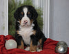 AKC Registered Bernese Mountain Dog For Sale Millersburg, OH Male- Snoopy