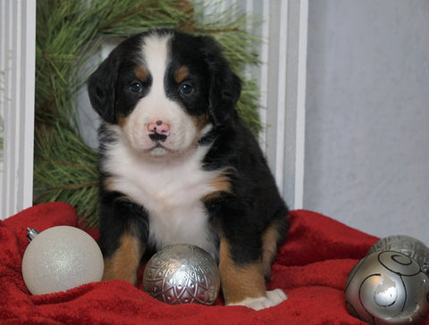 AKC Registered Bernese Mountain Dog For Sale Millersburg, OH Male- Charles