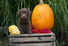 AKC Registered Labrador Retriever For Sale Fredericksburg OH Male- Lorenzo