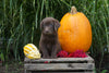 AKC Registered Labrador Retriever For Sale Fredericksburg OH Male- Louie