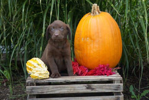 AKC Registered Labrador Retriever For Sale Fredericksburg OH Male- Logan
