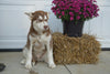 Siberian Husky Puppy For Sale Fredericksburg OH Male Juneau