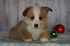 AKC Registered Pembroke Welsh Corgi For Sale Millersburg, OH Male- Blitzen