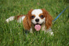 AKC Registered Cavalier King Charles Spaniel For Sale Millersburg OH Male- Rusty