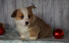 AKC Registered Pembroke Welsh Corgi For Sale Millersburg, OH Male- Blitzen