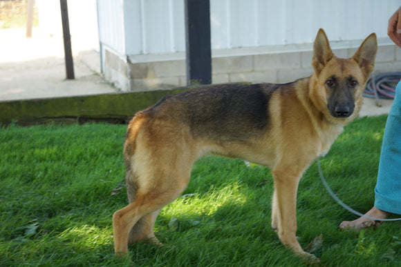 German Shepherd For Sale Fredericksburg OH Female- Sherry