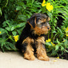 Yorkshire Terrier For Sale Baltic, OH Female- Alice