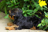 Yorkshire Terrier For Sale Baltic, OH Female- Alice