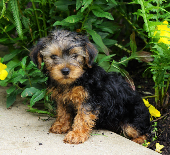 Yorkshire Terrier For Sale Baltic, OH Male- Duke