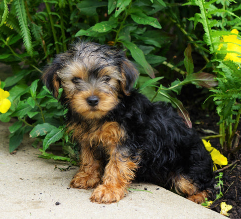 Yorkshire Terrier For Sale Baltic, OH Male- Duke