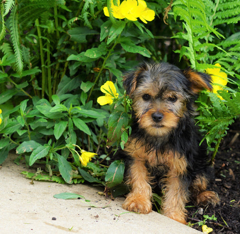 Yorkshire Terrier For Sale Baltic, OH Female- Mindy