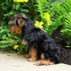 Yorkshire Terrier For Sale Baltic, OH Female- Mindy