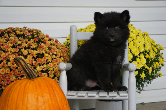 Pomsky For Sale Warsaw OH Male- Bear