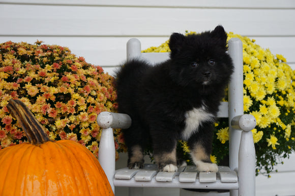 Pomsky For Sale Warsaw OH Female- Chloe