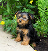 Yorkshire Terrier For Sale Baltic, OH Female- Priscilla