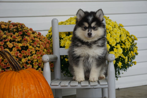 Pomsky For Sale Warsaw OH Female- Daisy