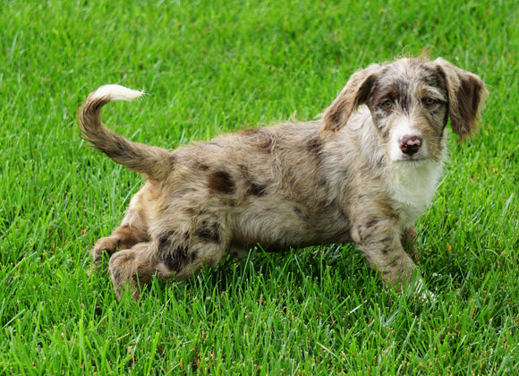 Mini Labradoodle For Sale Sugarcreek, OH Male- Riley